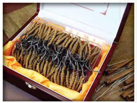 贡觉冬虫夏草回收